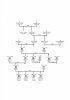 Pemble family tree_d.jpg